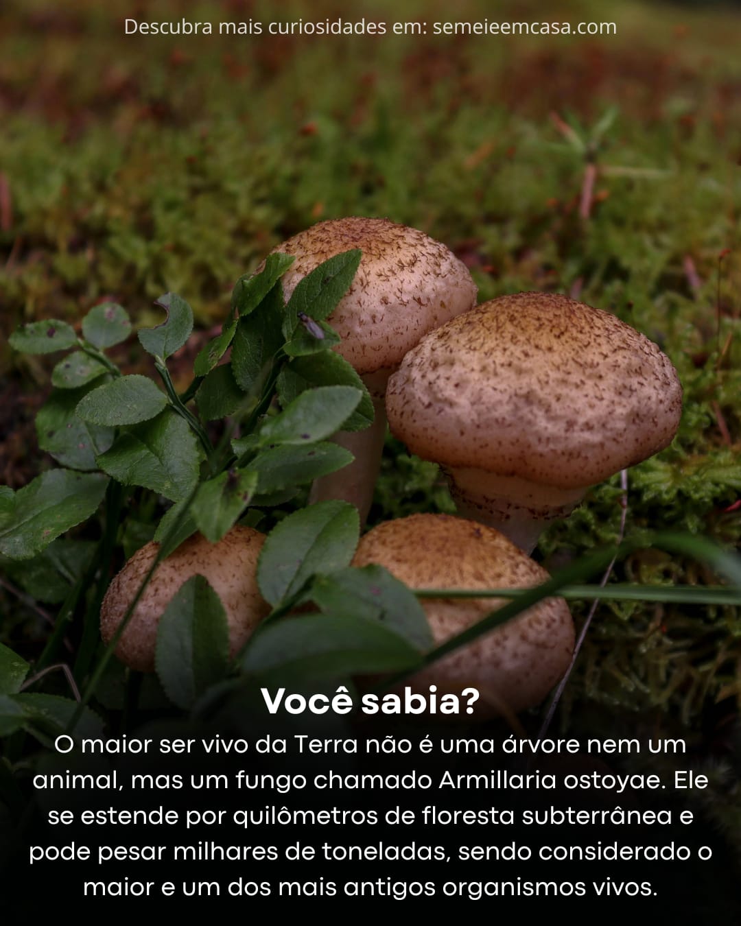 cogumelocuriosidade