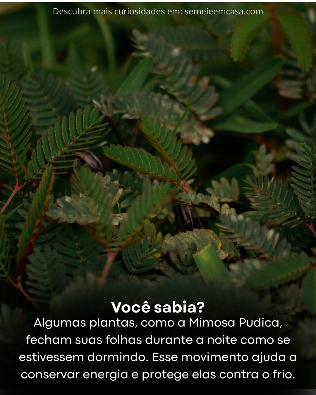 curiosidades