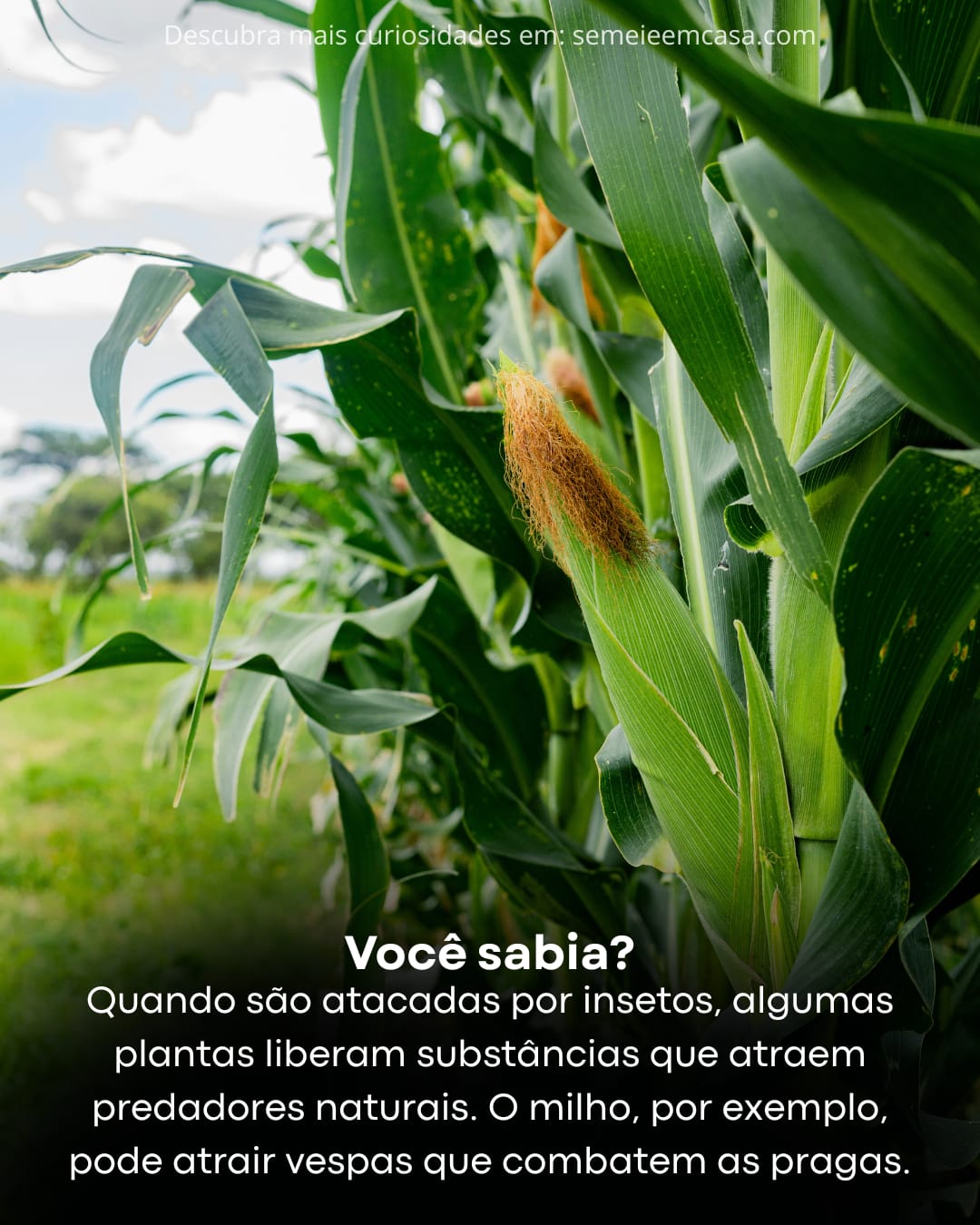 milhocuriosidade