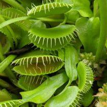 Como-cuidar-de-planta-carnivora