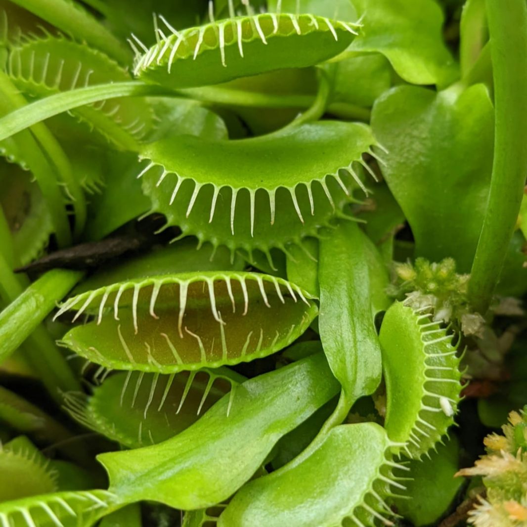 Como-cuidar-de-planta-carnivora