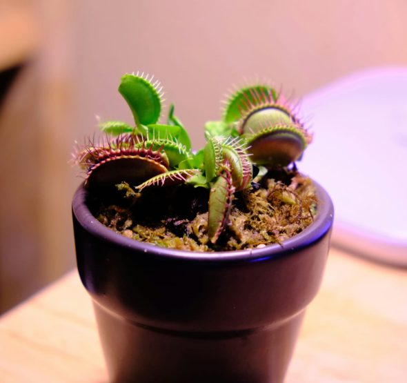 Como-plantar-a-venus-papa-mosca