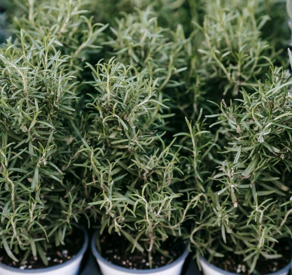 como-plantar-alecrim-em-casa-