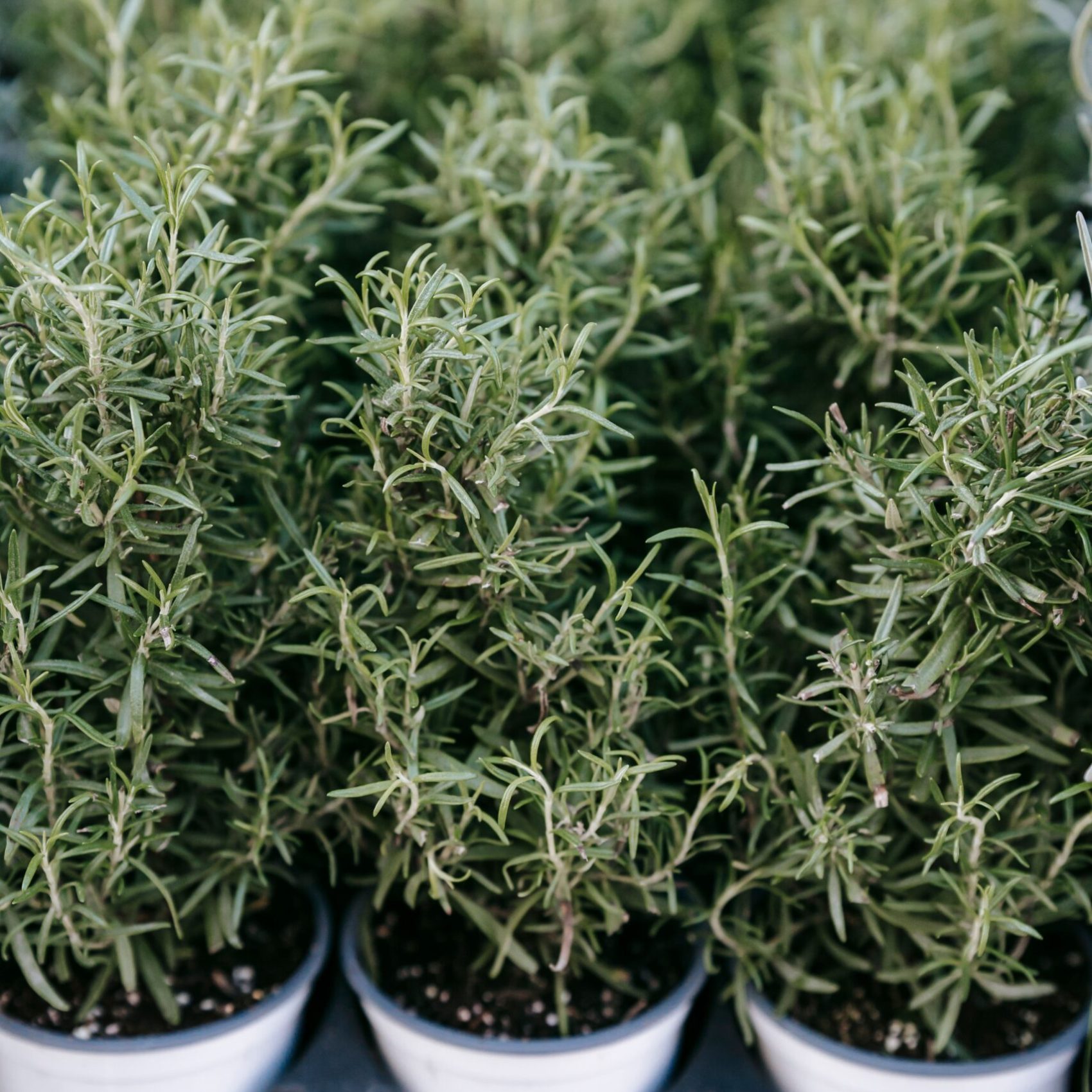 como-plantar-alecrim-em-casa-