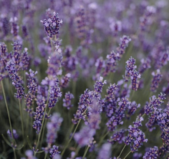 cuidar-de-lavanda
