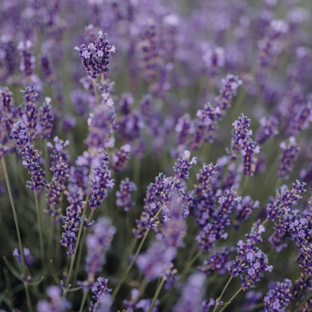 cuidar-de-lavanda