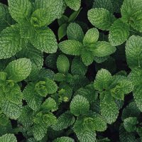 plantar hortela em casa